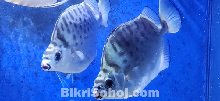 Argus fish